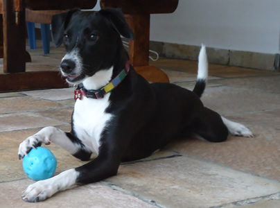 Cão brincando com a bolinha