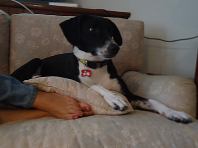 Cão deitado no sofá